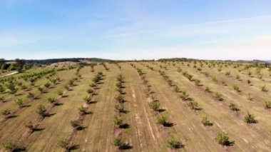 çiftlik alanları ceviz plantasyonları. satır bir kırsal çiftlik güneşli day.aero video, ağaçta üzerinde ceviz olgunlaşma ile sağlıklı ceviz ağaçlarının robot