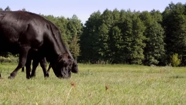 En el prado, en la granja, gran pedigrí negro, vacas reproductoras, toros están pastando. día cálido de verano. Bovino para la producción de carne en pastos. selección de vacas, toros . — Vídeos de Stock