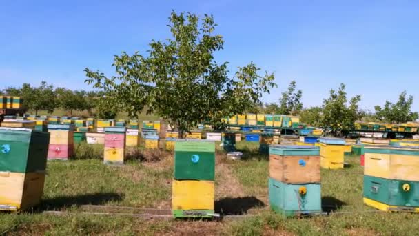 Včely ve včelařství. v louce hodně včelí domů úly jsou. produkce medu na farmě. Včely se hemží po boku včelstev. přírodní med produkce, ekologické produkty. — Stock video