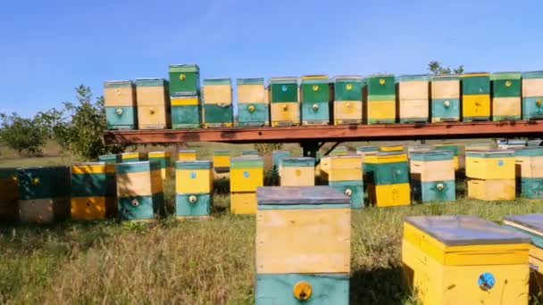 Včely ve včelařství. v louce hodně včelí domů úly jsou. produkce medu na farmě. Včely se hemží po boku včelstev. přírodní med produkce, ekologické produkty. — Stock video