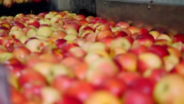 Cosecha de manzana fresca. El proceso de lavado de manzanas en una planta de producción de frutas, baño especial, bañera de embalaje en el almacén de frutas. Clasificación de manzanas en la fábrica. industria alimentaria — Vídeos de Stock