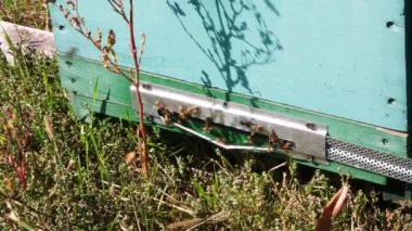 Arıların kovan girişinde bir sürü. Kaynıyor ve güneşli günde kendi arı kovanı uçan bal arıları. bal üretme çiftliği, doğal organik ürün