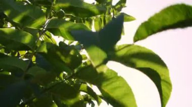 yakın çekim. güneşin altında rüzgarda sallanan büyük yeşil ceviz bırakır. ceviz ağaçları güneşli bir günde olgunlaşma ile kırsal bir plantasyon içinde sağlıklı ceviz ağaçlarının satırları.