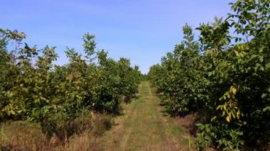 çiftlik alanları ceviz plantasyonları. ceviz ağaçları güneşli bir günde olgunlaşma ile kırsal bir plantasyon içinde sağlıklı ceviz ağaçlarının satırları.