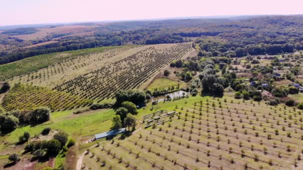 Gård, fält av valnöt odlingar. rader av friska valnötsträd i en rural plantage med mognande valnötter på träd på en solig day.aero video, drone — Stockvideo