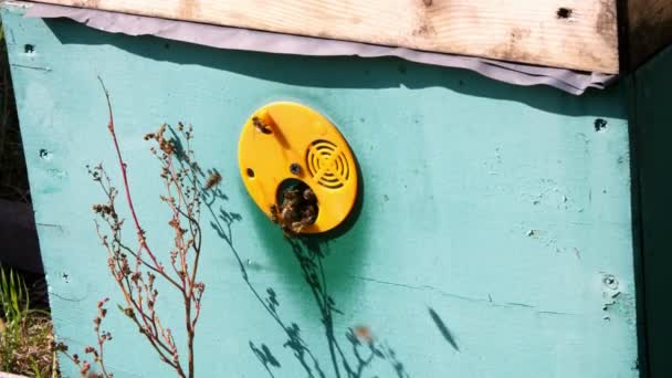 У входа в улей много пчёл. Медовые пчелы роятся и летают вокруг своего пчелиного улья в солнечный день. производство мёда, натуральных органических продуктов — стоковое видео