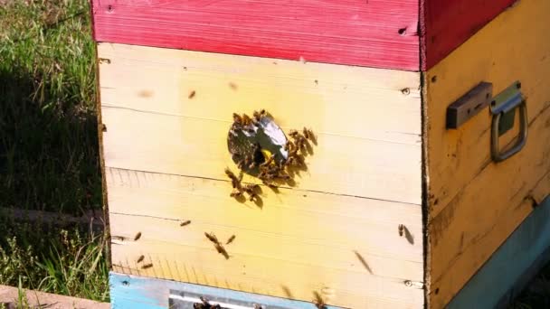 Veel bijen bij de ingang van de Bijenkorf. Bijen zwermen en hun bijenkorf rondvliegen op zonnige dag. boerderij de productie van honing, natuurlijke biologische product — Stockvideo