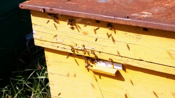 Muchas abejas en la entrada de la colmena. Las abejas melíferas pululan y vuelan alrededor de su colmena en un día soleado. producción de miel de granja, producto ecológico natural — Vídeo de stock