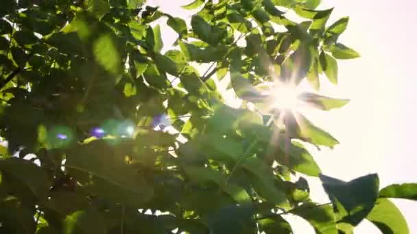 Nahaufnahme. in der Sonne, im Wind schwankende große grüne Blätter aus Walnuss. Reihen gesunder Walnussbäume in einer ländlichen Plantage mit reifen Walnüssen auf Bäumen an einem sonnigen Tag. — Stockvideo