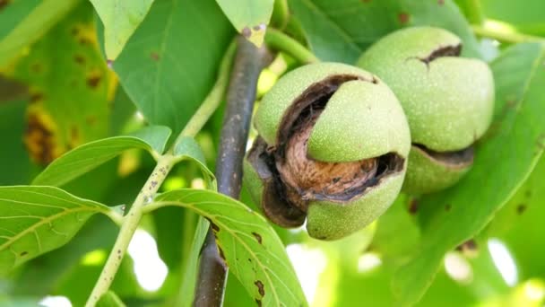 Close-up. Groene Europese rijpe walnoten groeien op de boom onder bladeren, in het licht van de zon. walnoot bomen met rijping walnoten op een grote landelijke plantage — Stockvideo