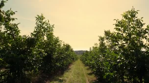 Boerderij, velden van walnoot plantages. rijen van gezonde walnoot bomen in een landelijke plantage met walnoten op bomen rijping op een zonnige dag. — Stockvideo