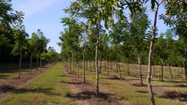 Campos, plantaciones de bosques nuez híbrida única, diseñado para producir madera valiosa, hileras de árboles de nueces saludables en la plantación rural, en un día soleado . — Vídeos de Stock