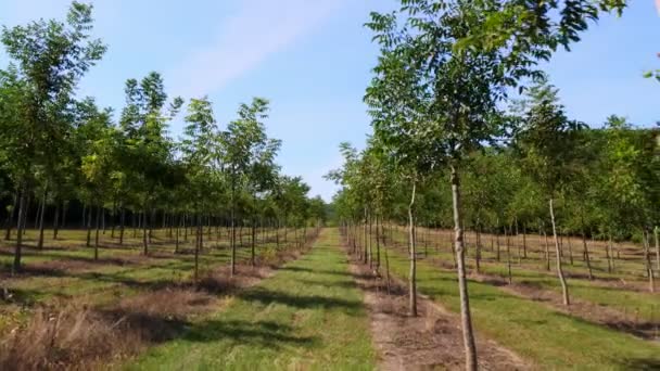 Поля, плантации лесов уникальный гибридный орех, предназначенный для производства ценных пород дерева, ряды молодых здоровых ореховых деревьев в сельской плантации, в солнечный день . — стоковое видео