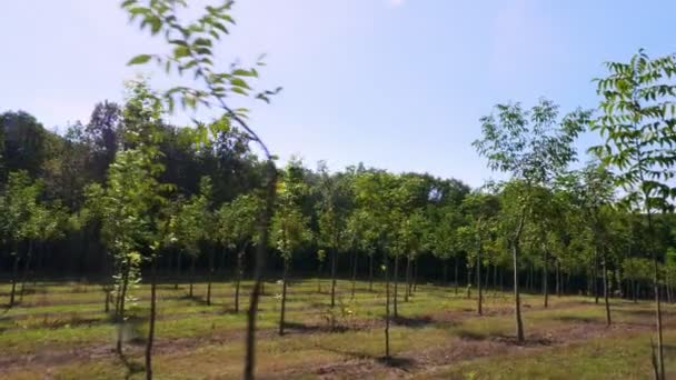 Fält, odlingar av skogsbrukare unik hybrid mutter, utformad för att producera värdefullt trä, rader av unga friska nötträd i landsbygdens plantage, en solig dag. — Stockvideo