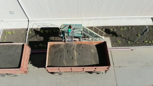 Mujer, empleada de la empresa agrícola, toma muestras de granos y semillas de girasol del tubo para su análisis en laboratorio. camión lleva semillas de girasol, al almacén para su posterior procesamiento . — Vídeo de stock