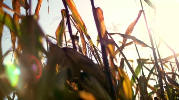Close-up, campo de milho à luz do sol, boneca de milho e folhas em sol. Culturas de milho em árvores de milho secas é pronto para a colheita. seleção de variedades de milho. tempo para colher milho . — Vídeo de Stock