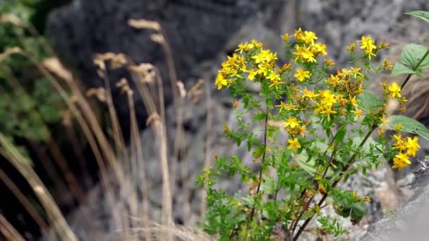 Primer plano, flores amarillas de montaña, hierba de San Juan, en las montañas alpinas, en un día de verano — Vídeos de Stock