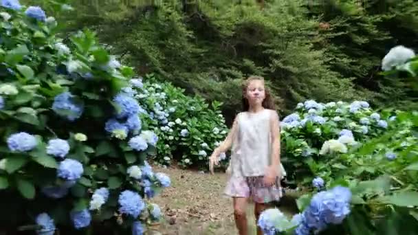 Muitos arbustos de hortênsia florescendo crescem no parque. A menina, a criança, felizmente passa pelas lindas flores azuis de hortênsia. . — Vídeo de Stock