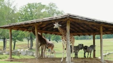 Safari Park Pombia, İtalya - 7 Temmuz 2018: Safari Hayvanat Bahçesi meraklı zürafalar. Arabada seyahat. yeşil park boyunca yürüyüş zürafalar çiğneme. arka planda zebras mi