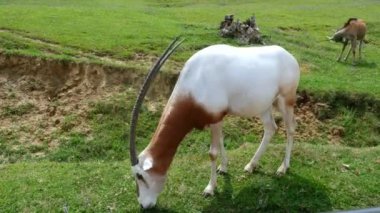 Safari Park Pombia, İtalya - 7 Temmuz 2018: Seyahat araba Safari Hayvanat Bahçesi. uzun boynuzlu büyük beyaz keçi ot yiyor. artiodactyls, otobur çeşitli türlerin.