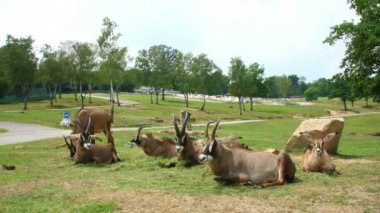 Safari Park Pombia, İtalya - 7 Temmuz 2018: Seyahat araba Safari Hayvanat Bahçesi. yeşil çimenlerin üzerinde kahverengi dağ keçileri, antilop, keçi farklı türleri vardır. artiodactyls. otobur.