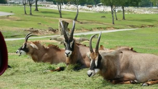 SAFARI PARK POMBIA, ITÁLIA - 7 de julho de 2018: Viaje de carro no zoológico SAFARI. cabras de montanha marrom, antílopes, diferentes tipos de cabras estão na grama verde. artiodáctilos. herbívoros . — Vídeo de Stock