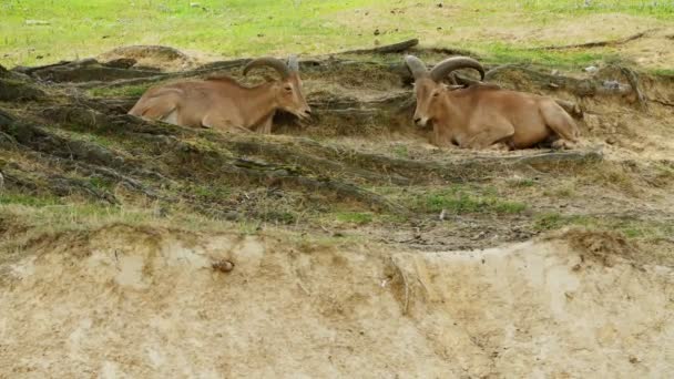 SAFARI PARK POMBIA, ITALIA - 7 DE JULIO DE 2018: Viajar en coche en el zoológico SAFARI. cabras de montaña marrón, antílopes, diferentes tipos de cabras están en la hierba verde. artiodáctilos. herbívoros . — Vídeos de Stock