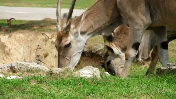 Safari Park Pombia, Itálie - 7 července 2018: Cestování v autě v Safari zoo. hnědá horské kozy, antilopy, různé druhy koz jsou na zelené trávě. artiodactyls. býložravci. — Stock video