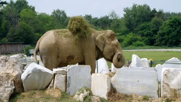 SAFARI PARK POMBIA, ITALIA - 7 DE JULIO DE 2018: Viaja en coche en el zoológico SAFARI. un elefante está de pie en una jaula al aire libre en un parque, rociándose con hierba, divirtiéndose . — Vídeos de Stock