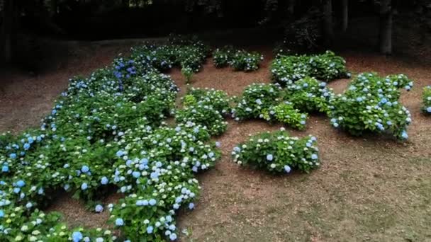 多く咲く青と白の紫陽花の茂みは公園で育ちます。航空ビデオ撮影. — ストック動画