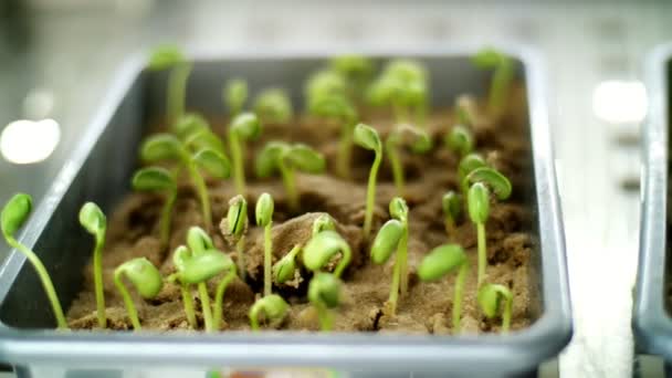Close-up, brotos verdes jovens no solo, chão. brotos crescentes, sementes germinativas de vários grãos, culturas reprodutoras, em pequenas caixas, em uma câmara especial, em laboratório . — Vídeo de Stock