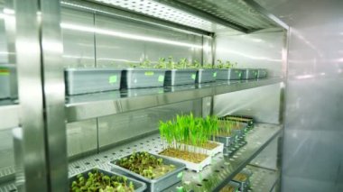 Genç yeşil lahanası küçük kutularındaki, özel bir odasında modern akıllı laboratuvar raflarında toprakta büyüyen. bitkileri yetiştiriciliği çeşitli tahıl tohumları takımıdır büyüyen,