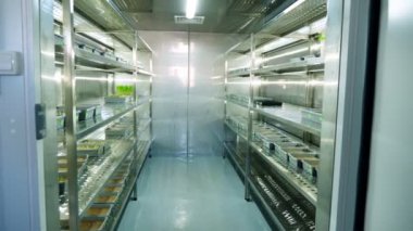 Genç yeşil lahanası küçük kutularındaki, özel bir odasında modern akıllı laboratuvar raflarında toprakta büyüyen. bitkileri yetiştiriciliği çeşitli tahıl tohumları takımıdır büyüyen,