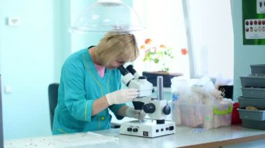 biyokimyacı ile laboratuarında çalışan filiz, Mısır tohumları köklü, laboratuvar mikroskop ile inceler. Bilim laboratuvarı araştırma, biyoteknoloji, GDO kavramı.
