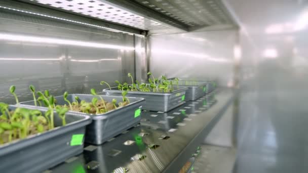 Coltivazione di giovani germogli verdi in terreno, in piccole scatole, su ripiani di una camera speciale, in laboratorio intelligente moderno. la coltivazione di semi germinanti di vari cereali, colture da riproduzione , — Video Stock