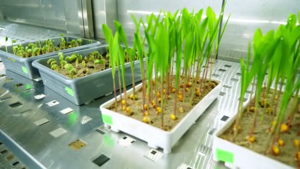 El crecimiento de los retoños jóvenes verdes en el suelo, en las cajas pequeñas, en las baldas de la cámara especial, en el laboratorio moderno inteligente. cultivo de semillas germinantes de diversos granos, cultivos reproductores , — Vídeos de Stock