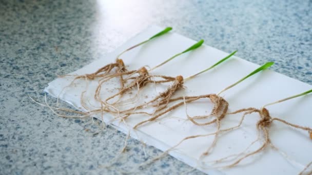 Close-up, brotos verdes jovens com sistemas radiculares, pesquisa no laboratório de genética de plantas. Conceito de pesquisa e desenvolvimento de laboratório de ciência. biotecnologia e conceito de OGM — Vídeo de Stock