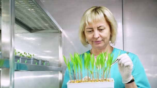 Лаборант рассматривает выращивание молодой зеленой капусты в почве, в маленьких коробках, на полках специальной камеры, в лаборатории. Научные лабораторные исследования, биотехнологии, концепция ГМО — стоковое видео