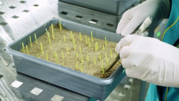 Close Gloved Hands Lab Worker Reviews Growing Young Green Sprouts — Stock Video