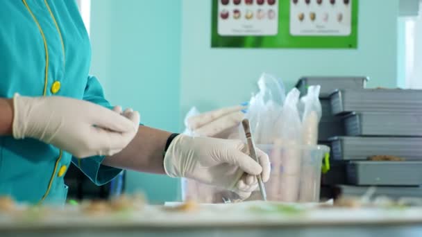 De cerca, las manos enguantadas del trabajador de laboratorio estudiando, examinar semillas de maíz germinadas y enraizadas, en el laboratorio. Investigación científica de laboratorio, biotecnología, concepto de OMG. germinación de semillas — Vídeos de Stock