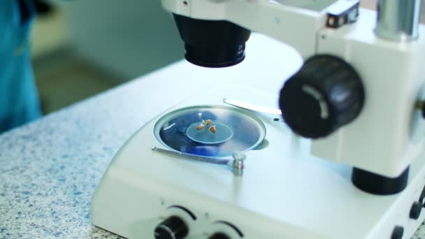 जवळ-अप, धान्य बियाण्यांसह सूक्ष्मदर्शक. प्रयोगशाळेतील कामगार, हातमोजे मध्ये, सूक्ष्मदर्शकासह शिंपडलेले, मुळेयुक्त धान्य बियाणे तपासते. विज्ञान प्रयोगशाळा संशोधन, जैवतंत्रज्ञान, जीएमओ संकल्पना . — स्टॉक व्हिडिओ