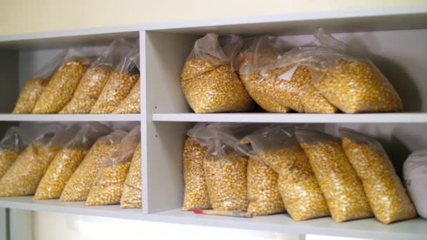 Investigación de laboratorio de semillas de maíz. muestras de diferentes especies, variedades de maíz de selección. laboratorio para el análisis y diagnóstico del grano del campo. el cultivo de maíz . — Vídeo de stock