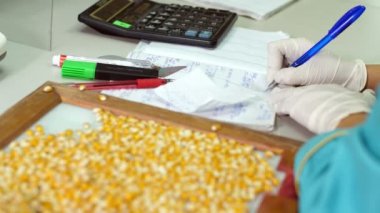 Mısır tohumları laboratuar araştırmaları. farklı tür, seçim Mısır çeşitleri örnekleri. Laboratuvar analiz ve tahıl alanından tanı. Mısır ekimi.