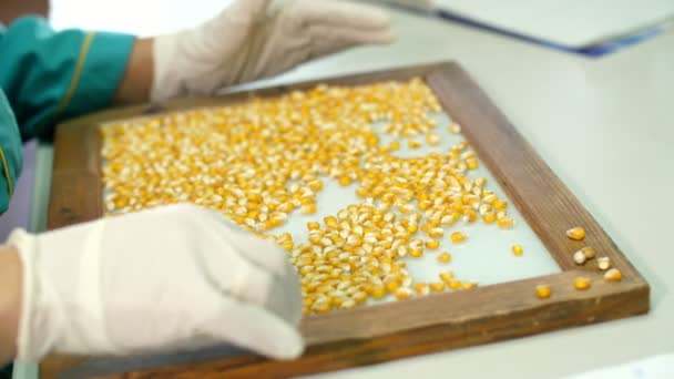 Investigación de laboratorio de semillas de maíz. muestras de diferentes especies, variedades de maíz de selección. laboratorio para el análisis y diagnóstico del grano del campo. el cultivo de maíz . — Vídeo de stock