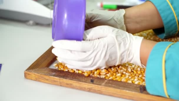 Investigación de laboratorio de semillas de maíz. muestras de diferentes especies, variedades de maíz de selección. laboratorio para el análisis y diagnóstico del grano del campo. el cultivo de maíz . — Vídeo de stock