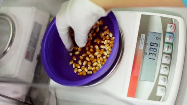 Laboratory research of corn seeds. samples of different species, varieties of selection corn. laboratory for the analysis and diagnosis of grain from the field. the cultivation of corn. — Stock Video