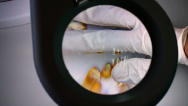 Close-up, a lab technician examines corn grains under a magnifying glass. Laboratory for analysis and diagnosis of grain from the field. the cultivation of corn. — Stock Video