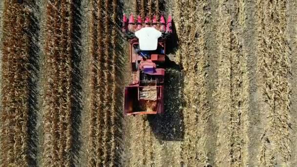 Вид сверху с воздуха. комбайны, собирающие кукурузу в начале осени. большой красный трактор фильтрации свежие кукурузные початки из листьев и стеблей. Воздушное хозяйство — стоковое видео