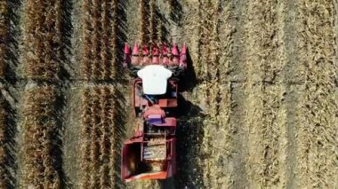Hava üstten görünüm. Mısır alan erken sonbaharda hasat hasat makineleri birleştirin. büyük kırmızı traktör yaprakları ve SAP taze corncobs filtreleme. Hava tarım