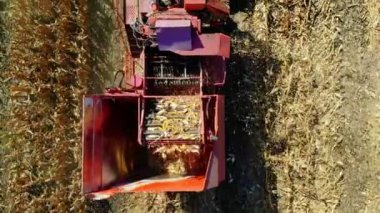 Hava üstten görünüm. Mısır alan erken sonbaharda hasat hasat makineleri birleştirin. büyük kırmızı traktör yaprakları ve SAP taze corncobs filtreleme. Hava tarım